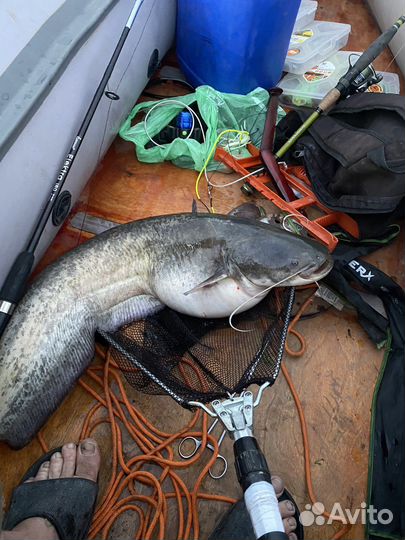 Квок на сома