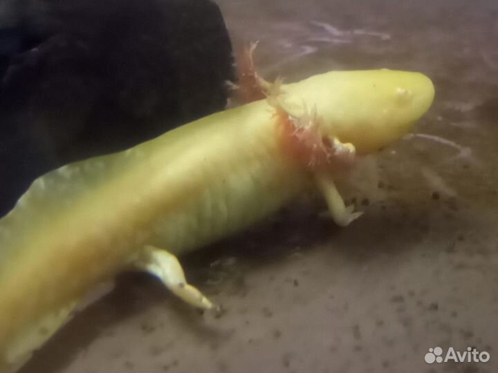 Аксолотли 10см +