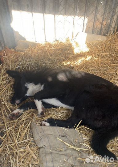 Собака стерильная