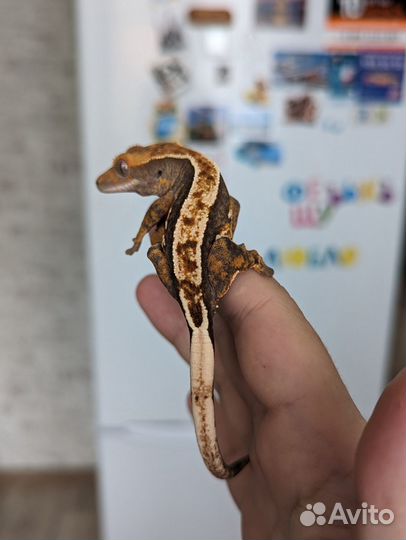 Реснитчатый бананоед