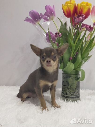 Лиловая чихуашечка