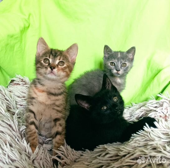 Котята в добрые руки