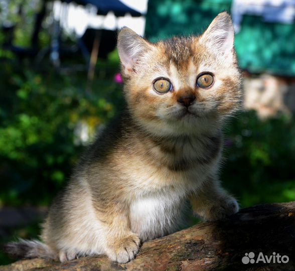 Британский котенок, девочка