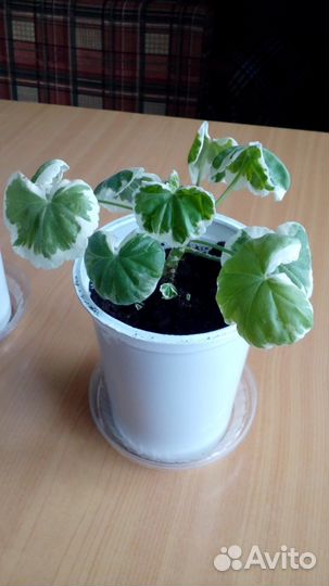 Герань пестролистная