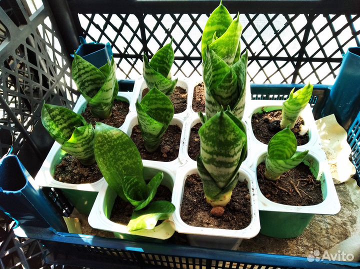 Цветы для дома