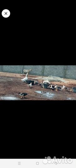 Индоутки козлы