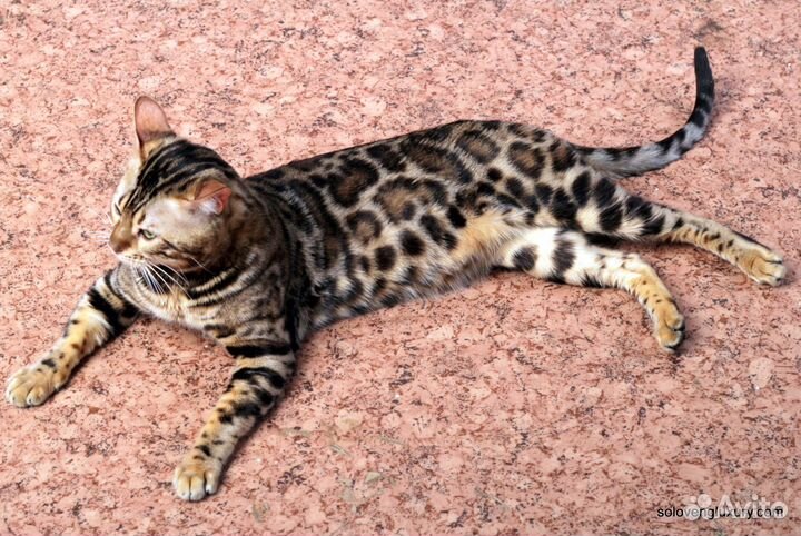 Кот на вязку (Бенгальский)