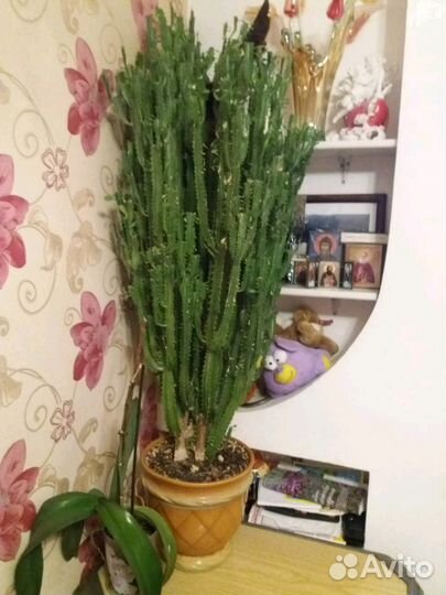 Кактус молочай