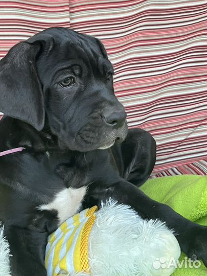 Кане корсо 2,5 месяца