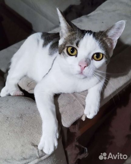 Японский бобтейл