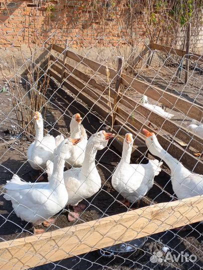 Гуси холмогоры