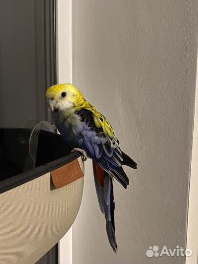 Попугай розелла