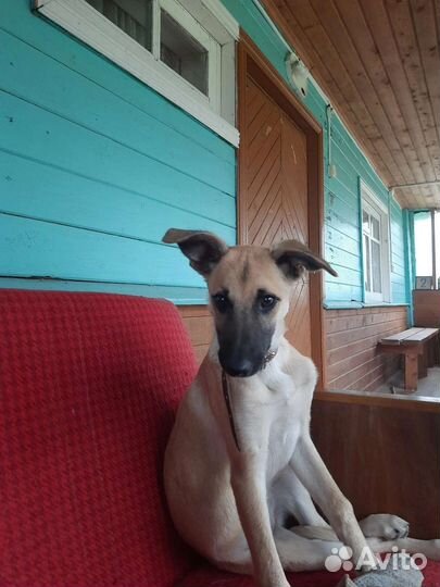 Ищет дом щенок(девочка)