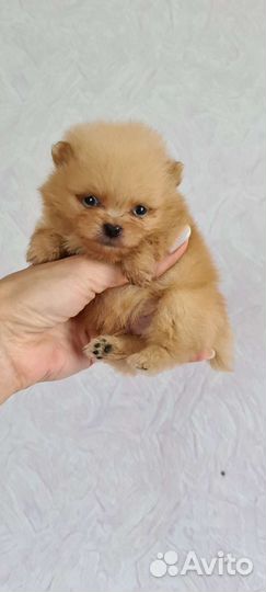 Померанский шпиц