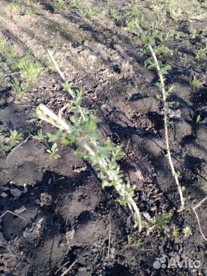 Годжи Нью-Биг - дерёза обыкновенная