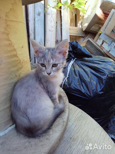 Кошечка в добрые руки