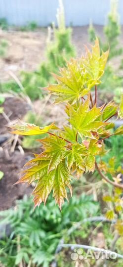 Клен Канадский