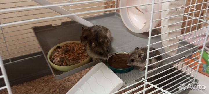 Джунгарские хомяки