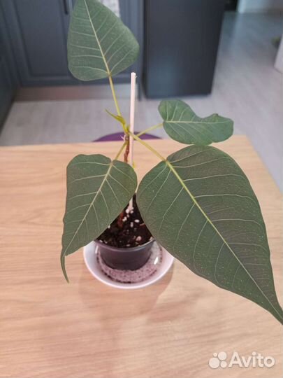 Фикус Твайлайт, Вианди, Циатистипула, Религиоза