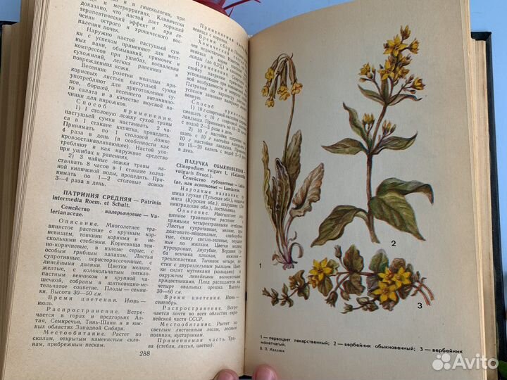 Книга лекарственные растения махлаюк