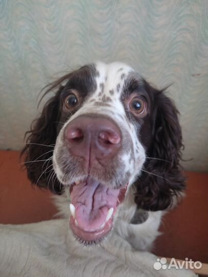 Отдам русского спаниеля