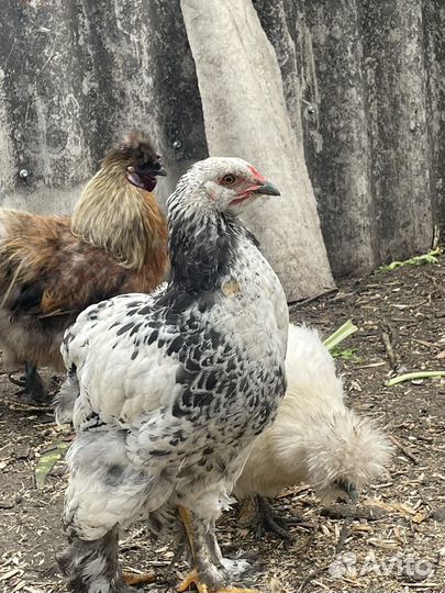 Петушки породы Кохинхин стандарт