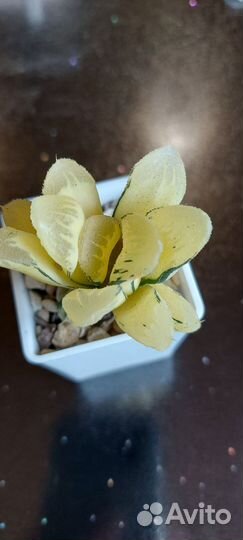 Хавортия трунката вариегатнач