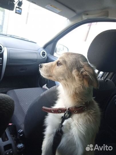 Собака в добрые руки щенок