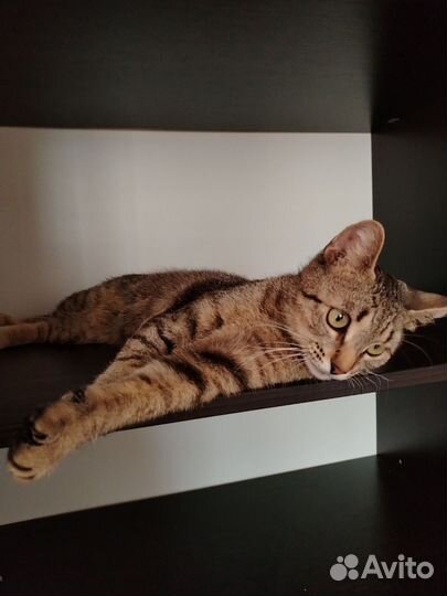 Кошки в добрые руки
