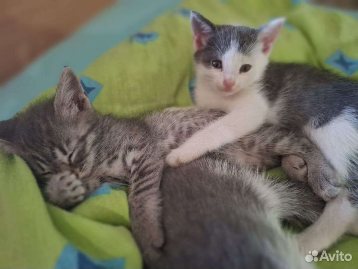 Котята в добрые руки