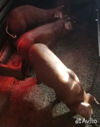 Поросята Дюрок 2,5мес