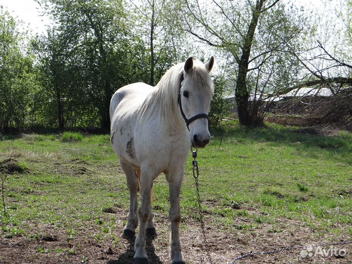 Продам кобыл