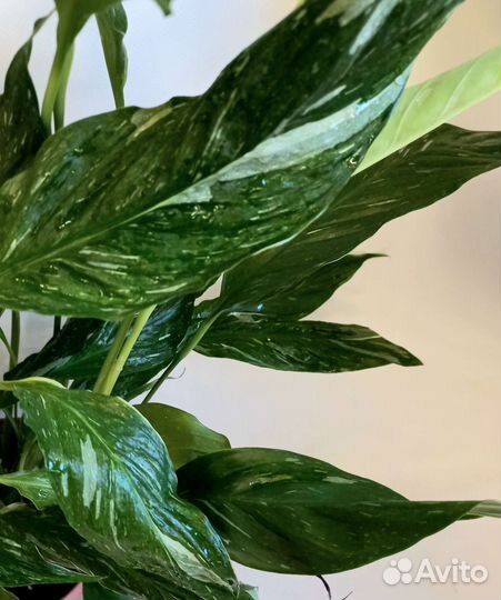 Спатифиллум вариегатный