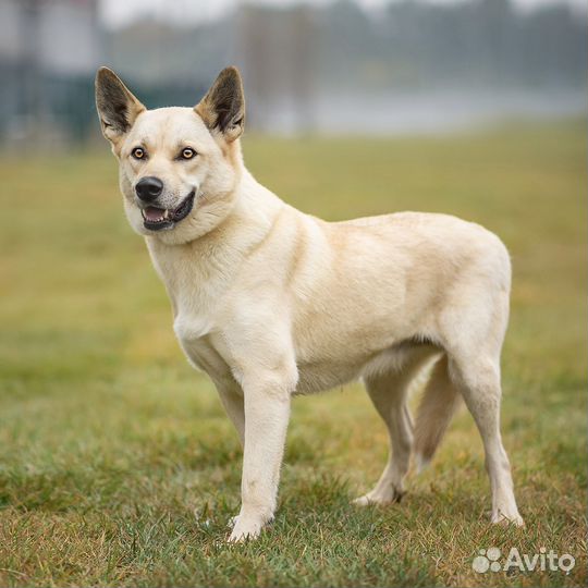 Беатрис ищет хозяина