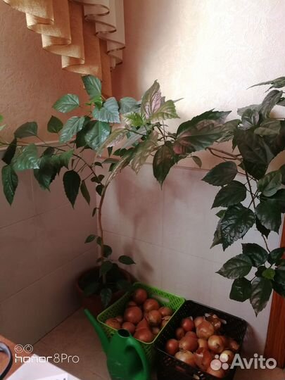 Гибискус китайская роза