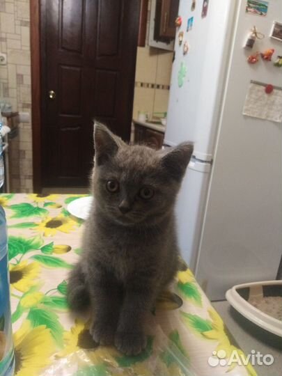 Шотландские котята