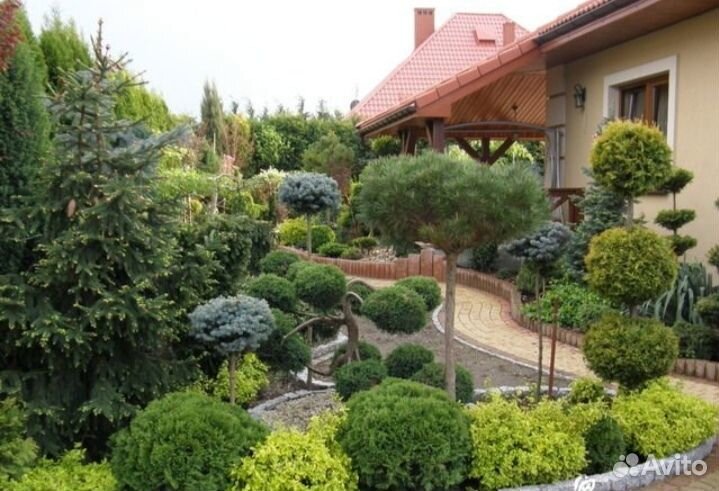 Спирея японская