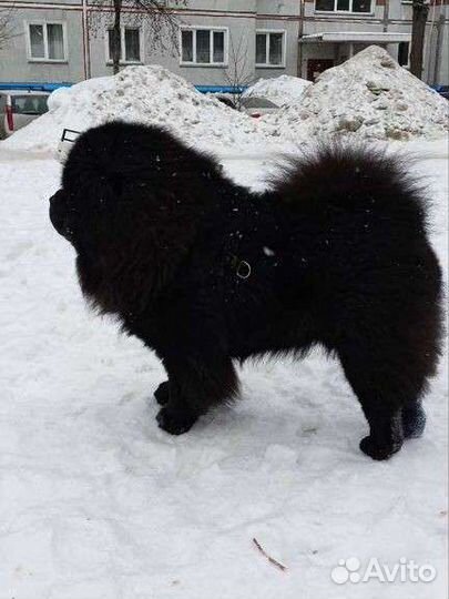 Кобель чау чау ищет любовь