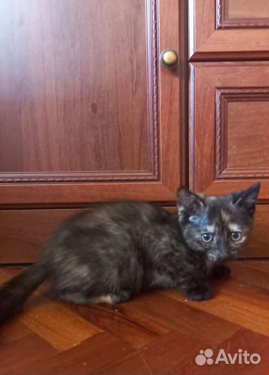 Котенок девочка 2 мес