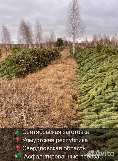Сосна сентябрьская пушистая опт