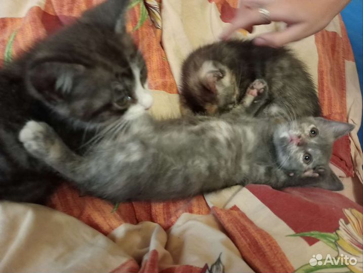 Кошка скоттиш страитт