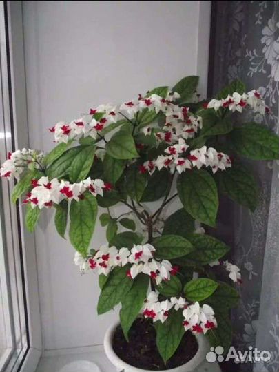 Клеродендрум томпсон