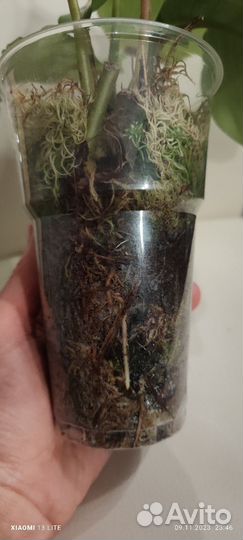 Калатея орбифолия