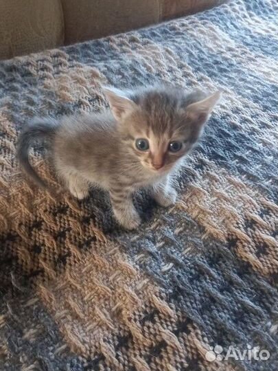 Котята мальчики