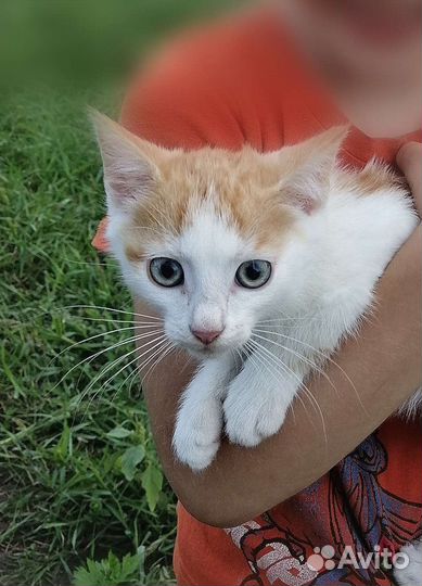 Котёнок мальчик Рыжий