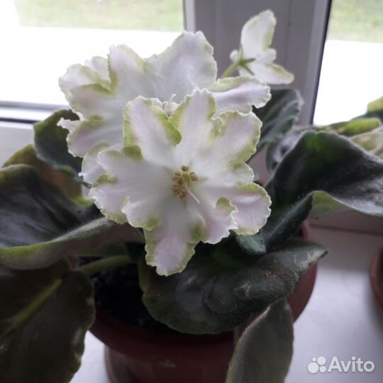 Фиалка в горшках