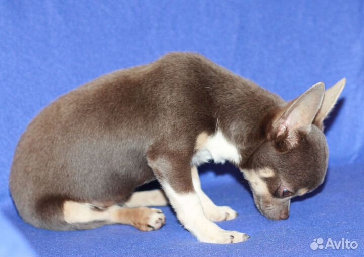 Девочка чихуахуа 5 мес