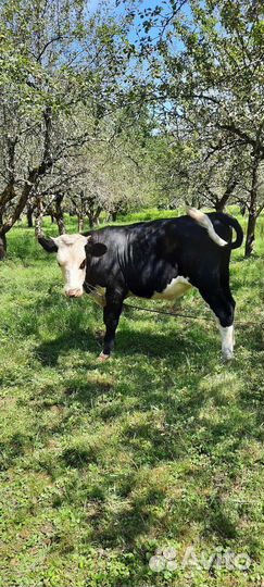 Нетель голштинка