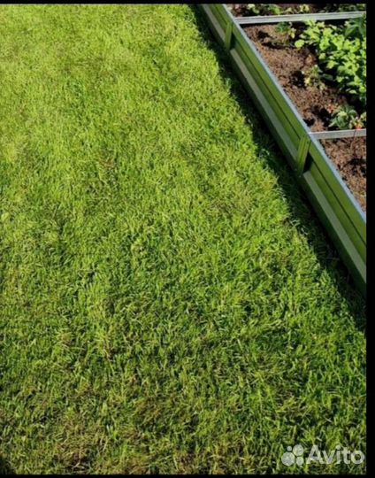 Газонная травосмесь premium