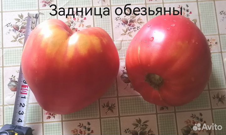 Семена сортовых томатов